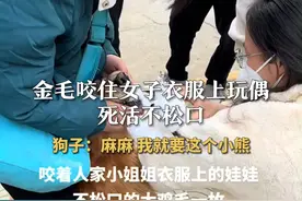金毛咬住女子衣服上玩偶死活不松口 狗子：麻麻 我就要这个小熊视频封面
