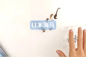 日本海马，也叫海蛆 是一种小个体的海马，成体也长不大视频封面