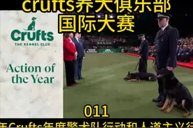 2024Crufts国际赛狗比赛警犬队行颁奖边牧金毛泰迪 #边牧   #赛狗视频封面