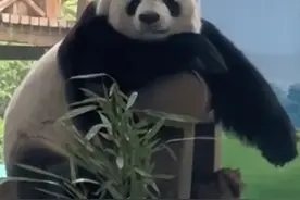 熊猫界夜生活数一数二的银柯，却一直被造谣，临沂动物园好委屈啊视频封面