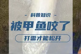 被甲鱼咬了打雷才能松开？为何甲鱼咬住人不松口？三种方法可自救 #奇闻 #科普 #动物视频封面