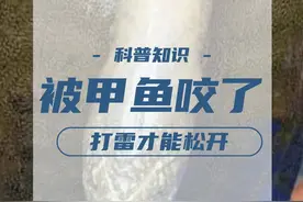 被甲鱼咬了打雷才能松开？为何甲鱼咬住人不松口？三种方法可自救 #奇闻 #科普 #动物视频封面