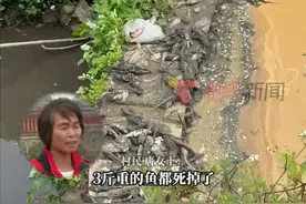 2月20日，有村民反映，湛江市坡头村官渡下樟坡村旁边养猪场排出大量黑水流入河道。记者22日来到现场发现，受污染的河道旁边道路环境优美，属于广东万里碧道，但是河道的储水坝处却堆积着大片死鱼。湛江市坡头区官渡镇副镇长郑春华表示，本次排放是养猪场工作人员在沼液收集池，抽取有机液态肥用于自有120亩果园消纳时操作不当导致，并非偷排。目前，官渡镇已责令该养殖场进行应急处理，并向湛江市环境保护局坡头分局上报。（广东台记者：叶子）视频封面