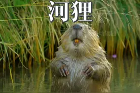 河狸：表示基建这一块还是要看土木学长 #动物世界 #河狸视频封面