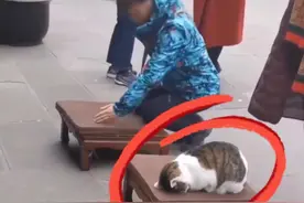 原来晚上听到猫叫千万不要去去理它是这个原因啊！现在语文考试的知识面太灵活了，这些文学常识知识点一定要记牢！#父母必读  #语文知识点  #文学常识  #好书推荐视频封面