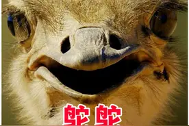纳米布沙漠：唯一可以养活狮子、大象、长颈鹿、鸵鸟的沙漠视频封面