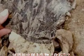 律师提醒，古生物化石资源国家所有，未经批准的发掘将面临没收罚款等处罚 @DOU+小助手视频封面