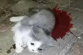 饥饿的小猫好不容易找到食物，竟被恶狗抓走，浑身咬伤，血流不止视频封面