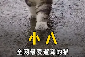 全网最爱遛弯的街溜子猫“小八”，突发意外去喵星了！ #萌宠 #喵星人 #萌宠出道计划视频封面