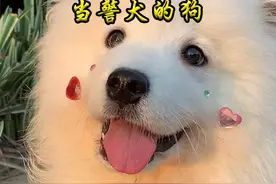 最不适合当警犬的狗狗 #萌宠出道计划 #宠物 #狗狗视频封面