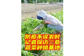 #记者探访三亚蔬菜种植基地 海南三亚本轮疫情期间视频封面