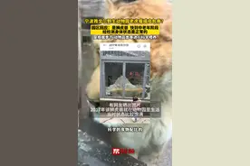 宁波雅戈尔野生动物园老虎瘦成皮包骨？园区回应：是狮虎兽 ，快到中老年阶段，经检测身体状态是正常的视频封面