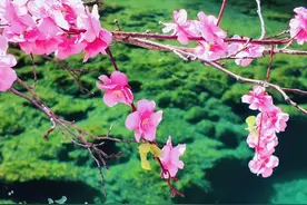 清明假期出游踏春，河南多家景区4月推出免门票福利，洛阳、新乡、南阳、平顶山…#清明假期 #河南 #免门票视频封面