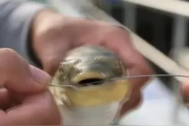河豚的牙齿有多锋利？一根钢丝瞬间咬断！#神奇地球村视频封面