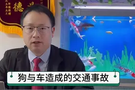 狗与车相撞造成交通事故责任如何划分#交通事故律师 #交通事故视频封面