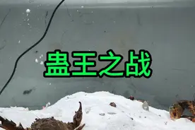 蛊王之战！ 把海里抓的六种蟹型魔兽和螳螂虾关在一起视频封面