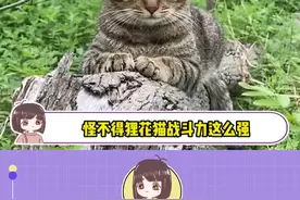 怪不得狸花猫战斗力这么强，原来它的祖先是山狸子！#狸花猫 #山狸子 #战斗力 #内容启发搜索视频封面