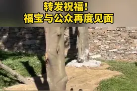 #福宝今日复展 转发祝福！#福宝与公众再度见面视频封面