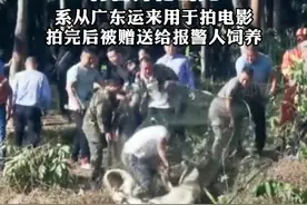 云南3米长 310斤鳄鱼出逃，特警开枪击毙，系从广东运来用于拍电影，拍完后被赠送给报警人饲养。视频封面