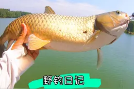 麦芽加玉米钓草鱼，酸菜鱼根本就吃不完 #钓鱼的乐趣只有钓鱼人懂 #2024dou来钓鱼 #野外垂钓视频封面
