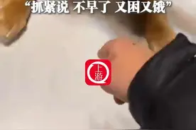 1月18日（受访），重庆合川，#馋嘴金毛半夜偷溜去吃锅盔 被主人“逮现行”瞬间心虚，“抓紧说 不早了 又困又饿”视频封面