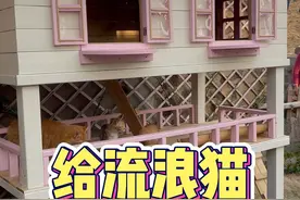 花几百块给流浪猫做一个木质的猫窝#流浪猫 #猫窝制作 #关爱流浪猫视频封面