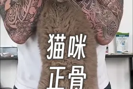 当受伤的猫咪们找“宠物正骨师”正骨。

有的一脸懵逼、有的舒服到瘫软、有的则直接破口大骂......这嘎嘣嘎嘣的一声声听着真舒服……