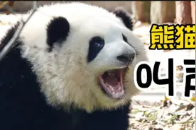 大熊猫叫声如此炸裂！咩咩汪汪嗯嗯嘤嘤…你听过大熊猫的叫声吗？