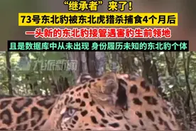 5月18日报道，#被猎杀的73号东北豹领地继承者来了 ，是数据库中从未出现，身份履历未知的东北豹个体。视频封面