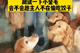 大年三十小金毛也要吃饺子！#金毛 #狗狗 #铲屎官的乐趣 视频封面