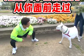 陌生人牵着你的狗在你面前走过，你能发现吗 #搞笑视频 #综艺搞笑视频封面