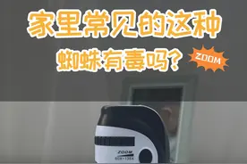 注意！家里这种常见的蜘蛛有毒，但是没啥杀伤力#显微镜下的世界 #科学实验#儿童显微镜 #手持显微镜视频封面
