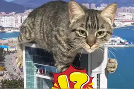 这么大的猫咪你见过吗？威海惊现巨型猫咪特效，“太真实了，毫无违和感。”视频来源：@效效君 #威海生活#城市巨型猫咪特效#猫猫视频封面