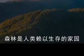 【森林草原火灾警示教育片】别让星星火，焚毁片片林！视频封面