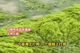 山东日照市海边有大量浒苔聚集 生态环境局：正通过打捞的方式清理 打捞后综合利用 水质没有大的变化