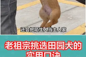 挑选田园犬的口诀，我都给你们总结出来了，记得收藏别再弄掉啦 #中华田园犬 #养狗小知识 #养狗人视频封面