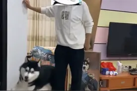 伤害性不大，侮辱性极强！主人受伤瘸腿走路，狗狗上演模仿秀（视频来源@奋斗的百万）#二哈 #狗狗 #模仿秀 #笑不活了 视频封面