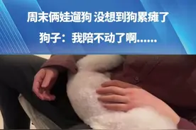 周末俩娃遛狗，没想到狗累瘫了，狗子：我陪不动了啊......#萌娃 #宝妈 #遛狗视频封面