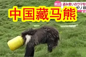中美棕熊趣闻合集。①中国青海藏马熊，当时人和熊都很紧张；视频封面