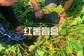 每个种红薯的人都迫不及待的想看看红薯长啥样了#我的乡村生活视频封面