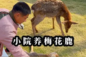 我和万万一直想养两只梅花鹿的愿望终于实现了。不过，面临的挑战也不小。#我的农村生活 #小院改造 #乡村守护人  #梅花鹿 #新农人计划2023视频封面