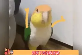 不愧是边牧啊，表面上大家逗狗，实际被边牧遛了 #狗子成精了 #狗狗视频封面