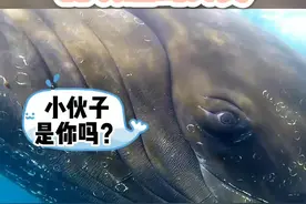 曾经被帮助过的座头鲸，再次遇到人类！#海洋动物 #鲸鱼 视频封面