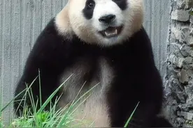 徐奶爸揭露福宝，依宝与草和和的友谊大三角，福宝和草和和还是小视频封面