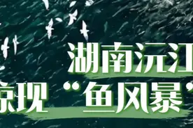 湖南沅江惊现“鱼风暴” #湖南沅江惊现“鱼风暴” #生态环境保护视频封面