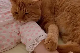 为什么猫咪喜欢在主人旁边睡觉##猫知识 #治愈猫咪 #铲屎官的乐趣 