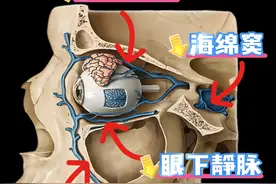 鼻周（危险三角）的痘痘为什么不能轻易去挤压，看完就有答案了 #人体解剖学 #医学生 #科普 #危险三角区 #痘痘视频封面