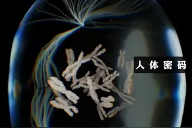 带你了解有丝分裂 有丝分裂是保持身体生长、修复和正常运作的基本过程。它是通过单个母细胞分裂成两个遗传上相同的子细胞来实现的，确保组织再生和稳定性。有丝分裂的4个阶段包括：
🔹 前期 – 染色体浓缩，有丝分裂纺锤体形成，核膜溶解。
🔹 中期 – 染色体在中板上对齐，准备均等分裂。
🔹 后期 – 姐妹染色单体被拉向相反的两极，确保每个新细胞获得相同的染色体组。
🔹 末期 – 染色体去浓缩，有丝分裂纺锤体分解，核膜重新形成，形成两个细胞核。
#生命科学 #抖进科学 #科普 #细胞视频封面