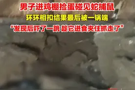 “螳螂捕蝉黄雀在后”8月9日，湖南衡阳。男子进鸡棚捡蛋时发现有眼镜王蛇闯入，被吓一跳：鼠偷蛋，蛇吃鼠，人捕蛇……视频封面