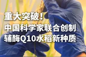 我国科学家通过基因编辑技术，成功创制全球首个合成辅酶Q10的水稻新种质。#中国科学家创制辅酶Q10水稻视频封面
